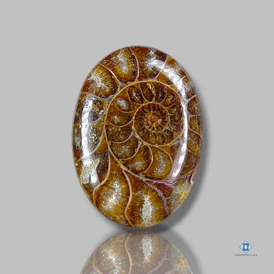 Ammonite