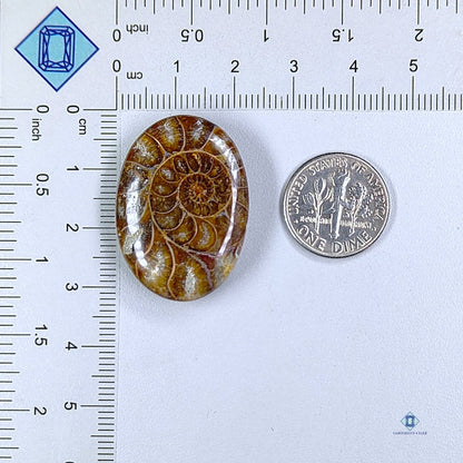 Ammonite Oval Cabochons