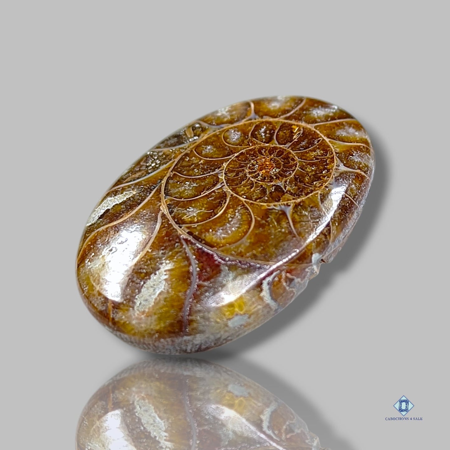 Ammonite Oval Cabochons