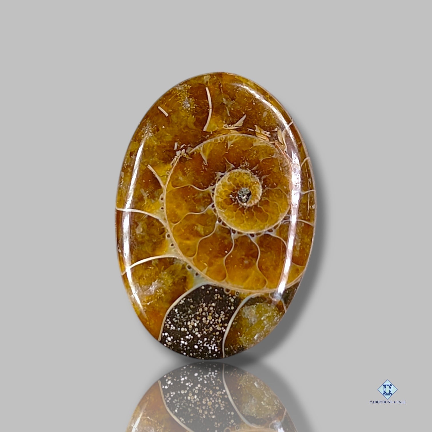 Ammonite