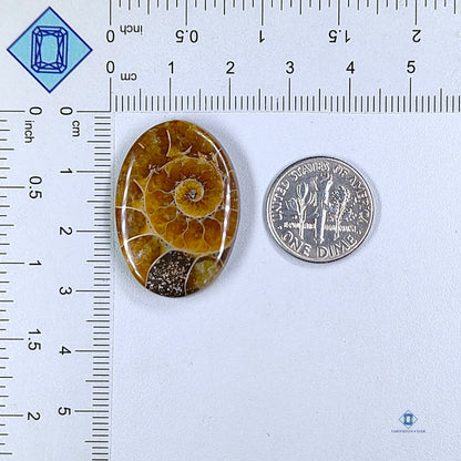 Ammonite Oval Cabochons