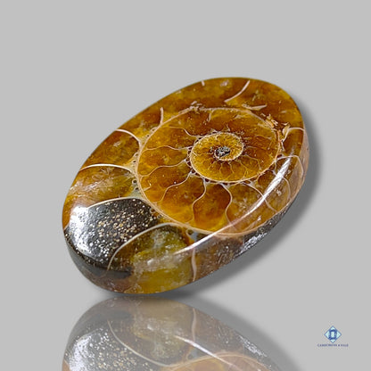 Ammonite Oval Cabochons