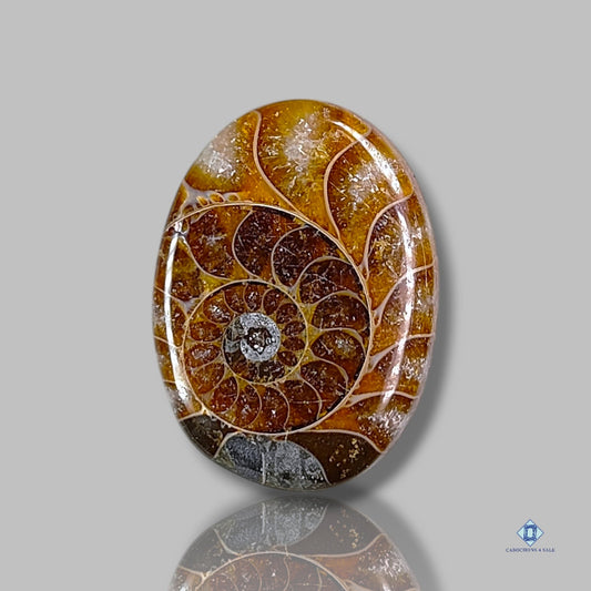 Ammonite