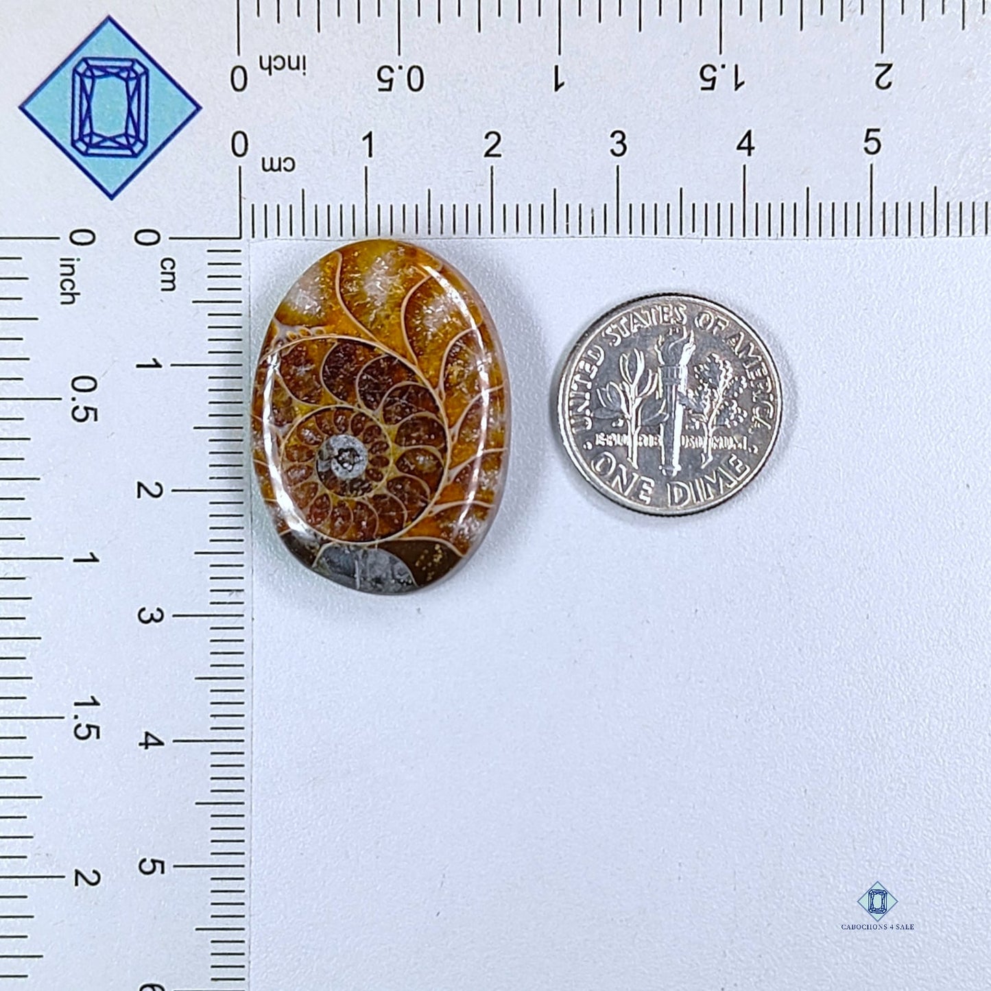 Ammonite Oval Cabochons