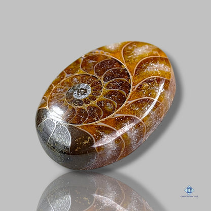 Ammonite Oval Cabochons