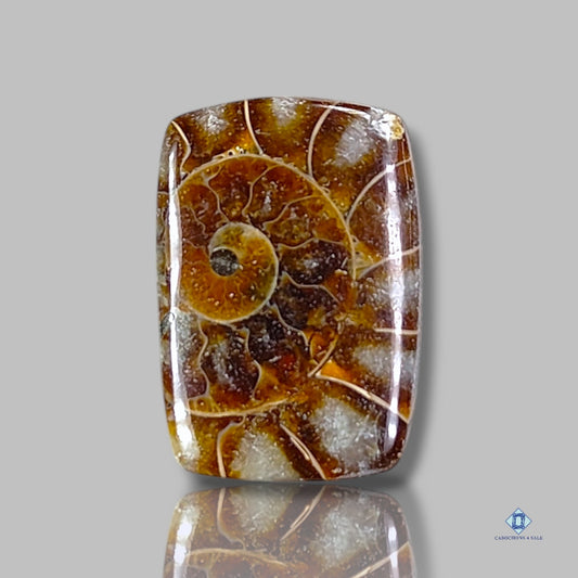 Ammonite