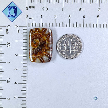 Ammonite Rectangle Cabochons