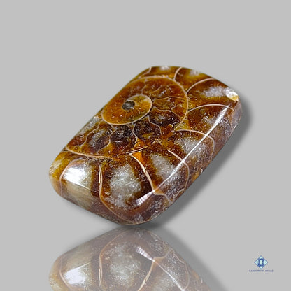 Ammonite Rectangle Cabochons