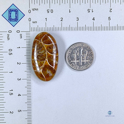 Ammonite Oval Cabochons