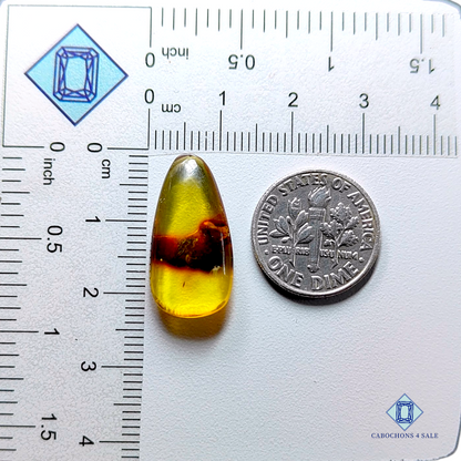 Baltic  Amber