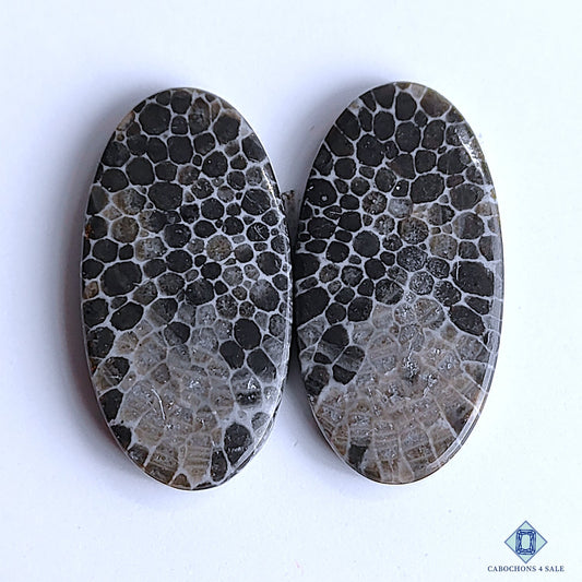 Black Fossil Coral