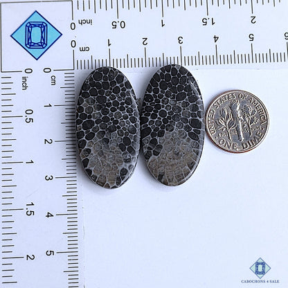 Black Fossil Coral