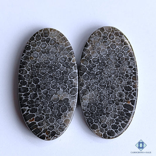 Black Fossil Coral