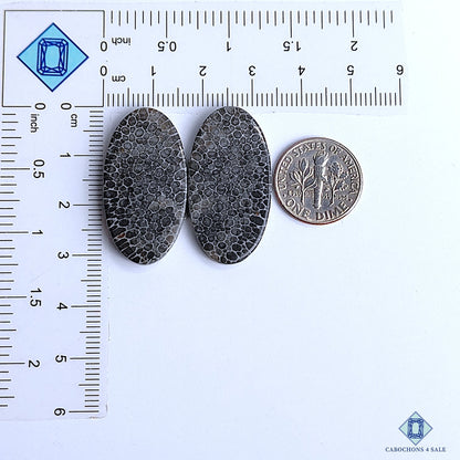Black Fossil Coral