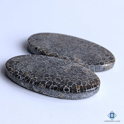 Black Fossil Coral