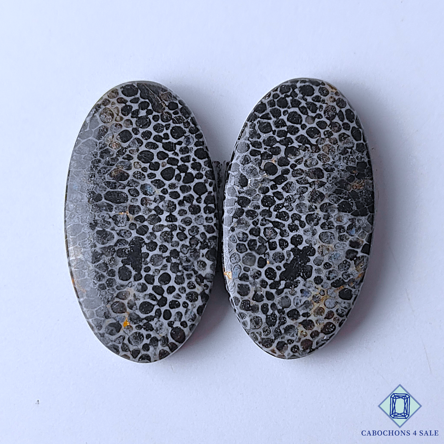 Black Fossil Coral