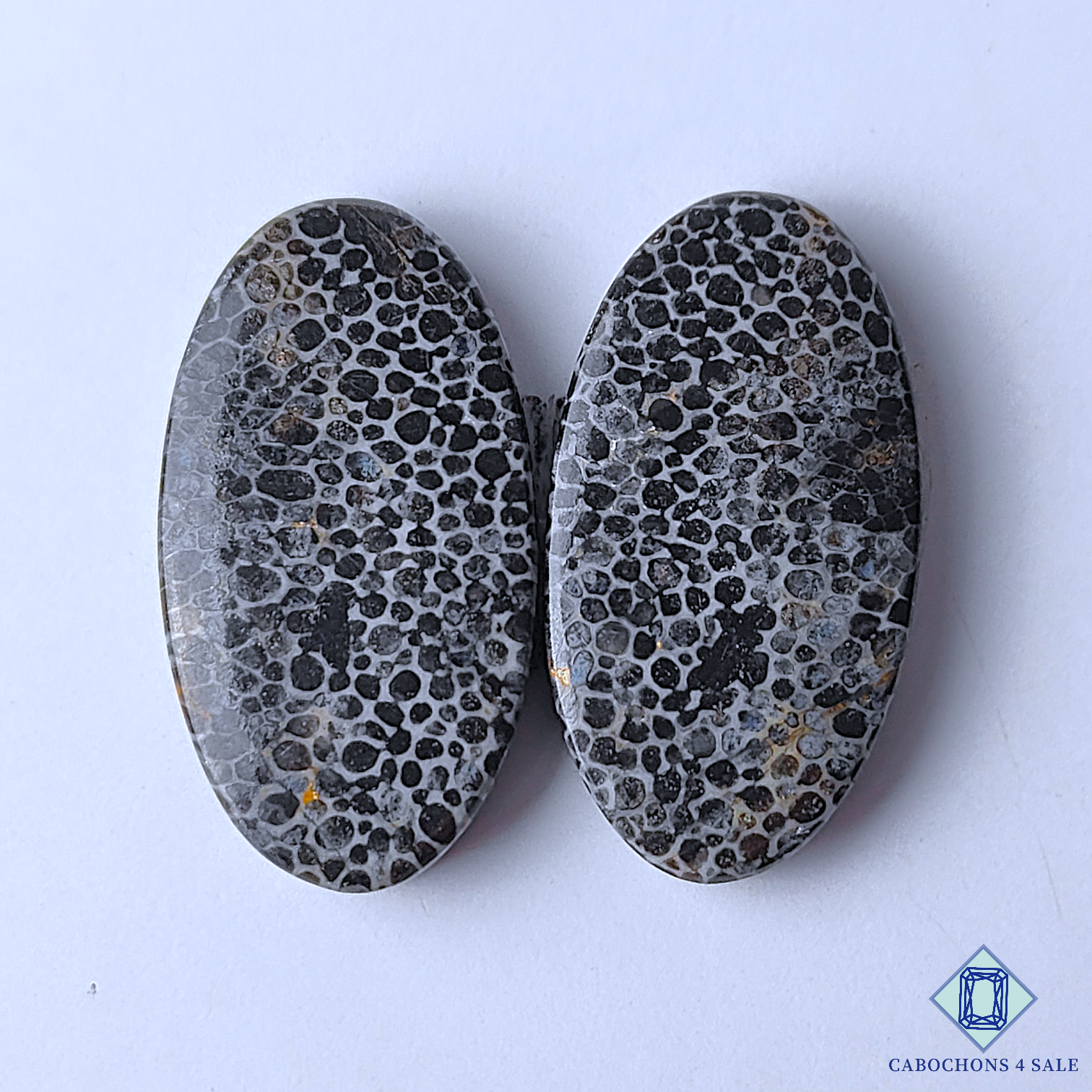 Black Fossil Coral