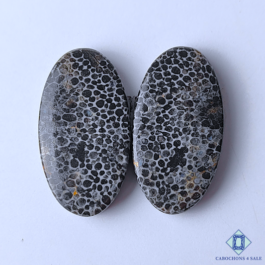Black Fossil Coral