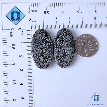 Black Fossil Coral