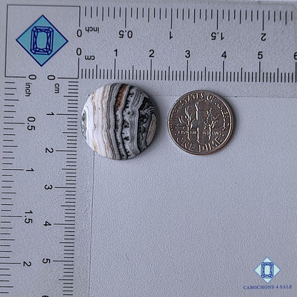 Natural Black Zebra Onyx Gemstone Round Cabochons 20*5mm from Australia available for sale
