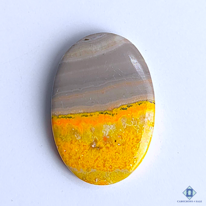 Bumble Bee Jasper