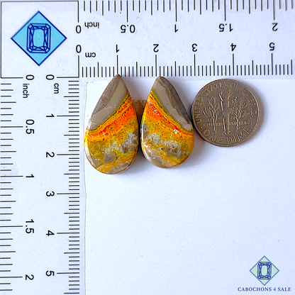 Bumble Bee Jasper