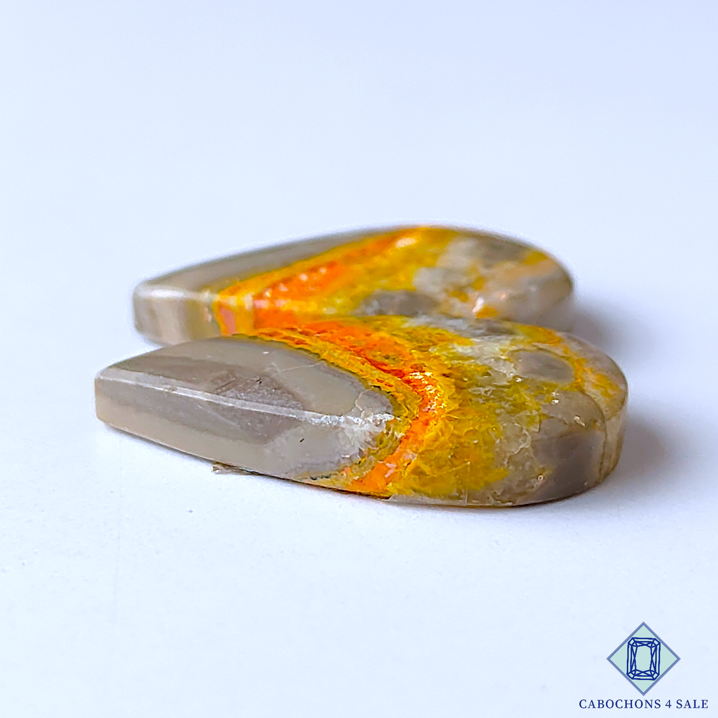 Bumble Bee Jasper