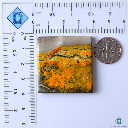 Bumble Bee Jasper