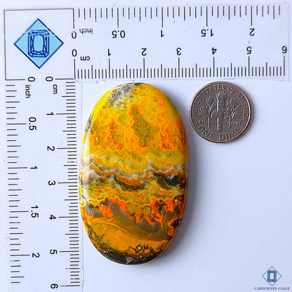 Bumble Bee Jasper