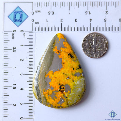 Bumble Bee Jasper