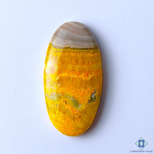 Bumble Bee Jasper