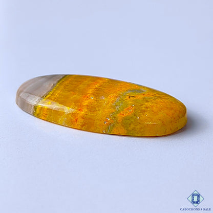 Bumble Bee Jasper
