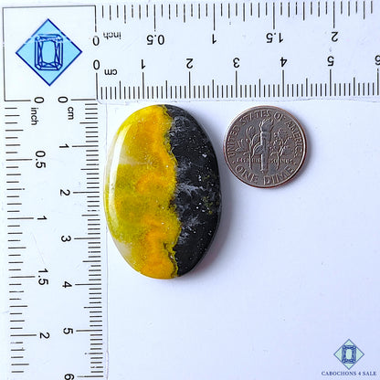 Bumble Bee Jasper