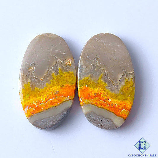 Bumble Bee Jasper