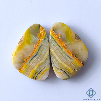 Bumble Bee Jasper