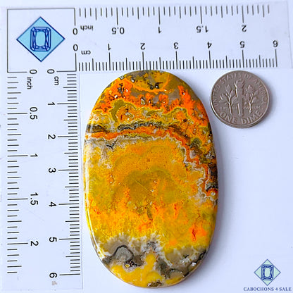 Bumble Bee Jasper