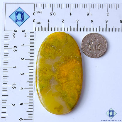 Bumble Bee Jasper