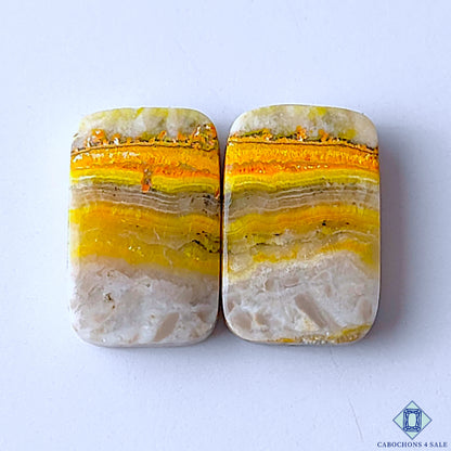 Bumble Bee Jasper