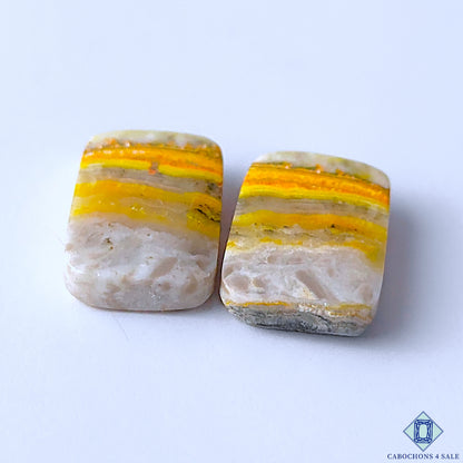 Bumble Bee Jasper