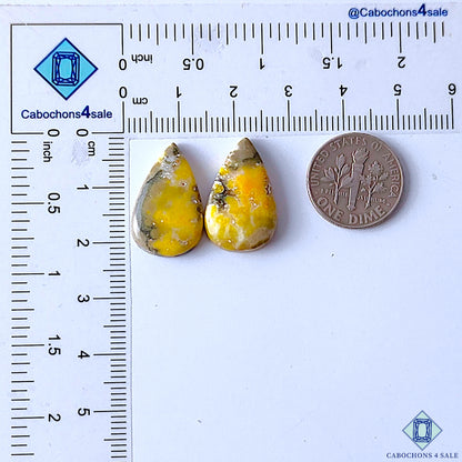 Bumble Bee Jasper