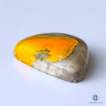 Bumblebee Jasper
