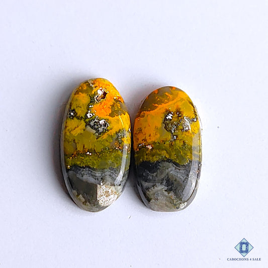 Bumblebee Jasper