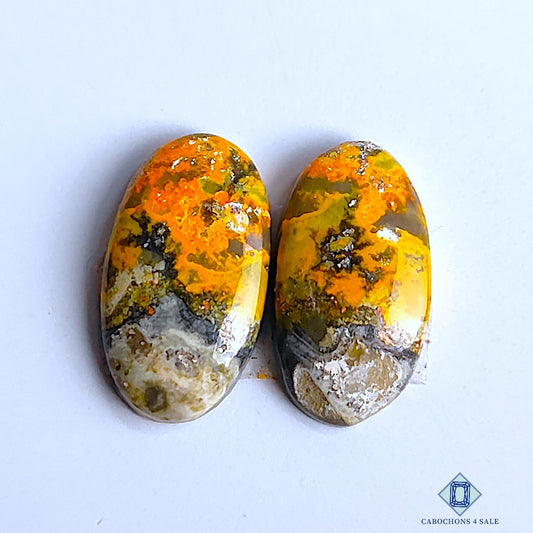 Bumblebee Jasper
