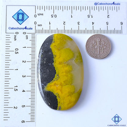 Bumblebee Jasper