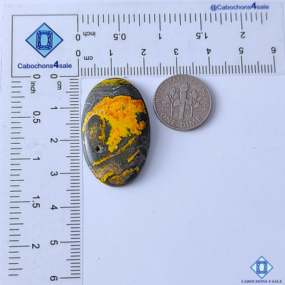 Bumblebee Jasper
