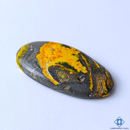 Bumblebee Jasper