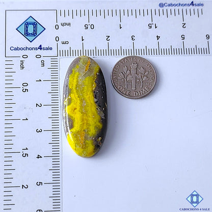 Bumblebee Jasper