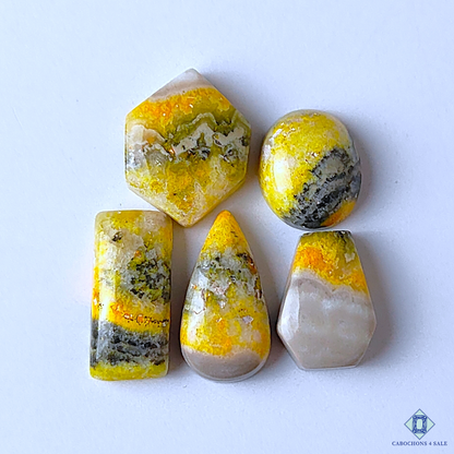 Bumblebee Jasper