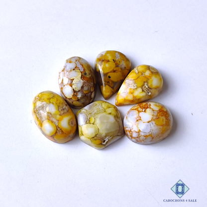 Cobra Jasper