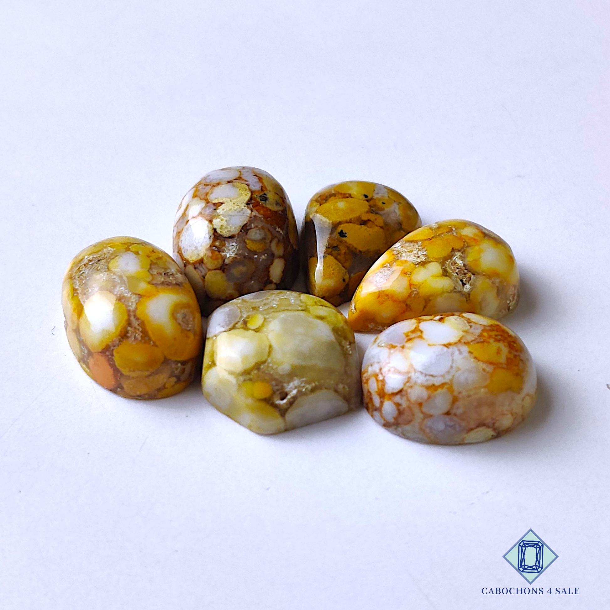 Cobra Jasper